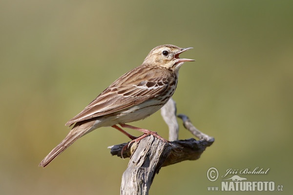 Linduška lesní (Anthus trivialis)