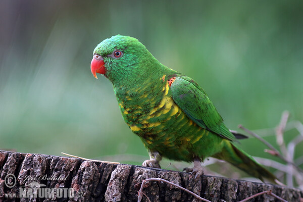 Lori žltoškvrnitý (Trichoglossus chlorolepidotus)