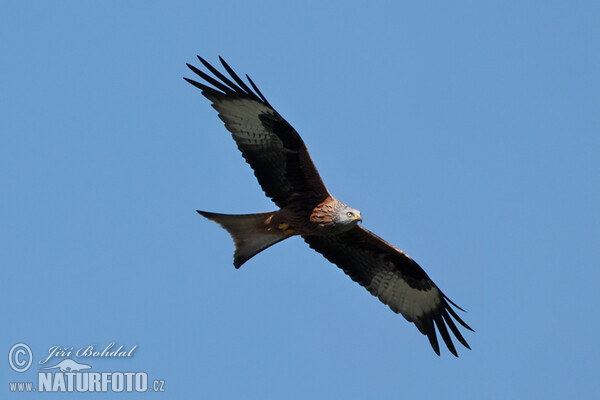 Luňák červený (Milvus milvus)