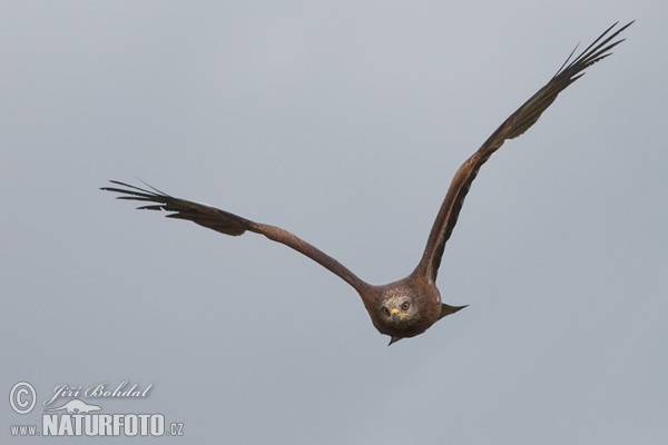 Luňák hnědý (Milvus migrans)