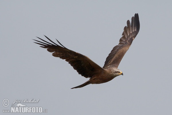 Luňák hnědý (Milvus migrans)