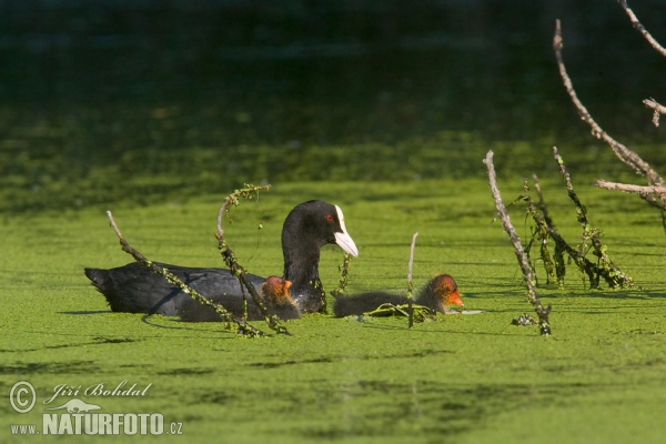 Lyska černá (Fulica atra)