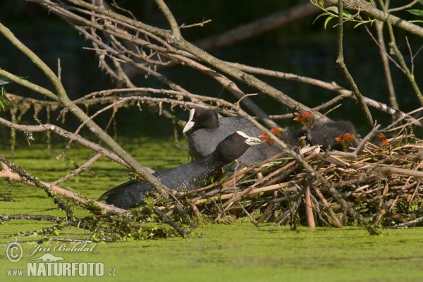 Lyska černá (Fulica atra)