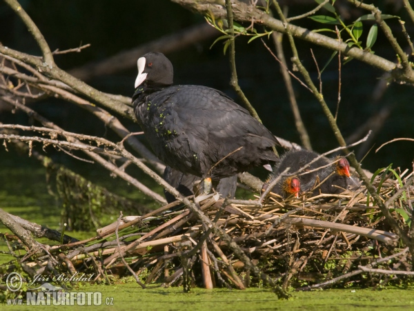 Lyska černá (Fulica atra)