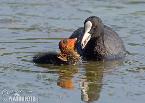 Lyska černá (Fulica atra)