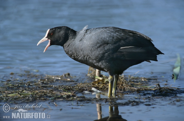 Lyska černá (Fulica atra)