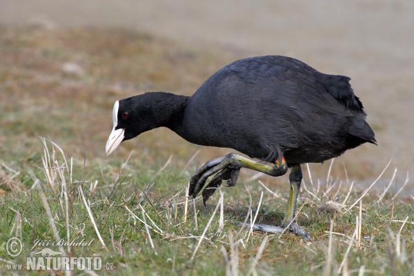 Lyska černá (Fulica atra)