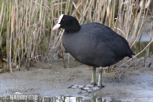 Lyska černá (Fulica atra)