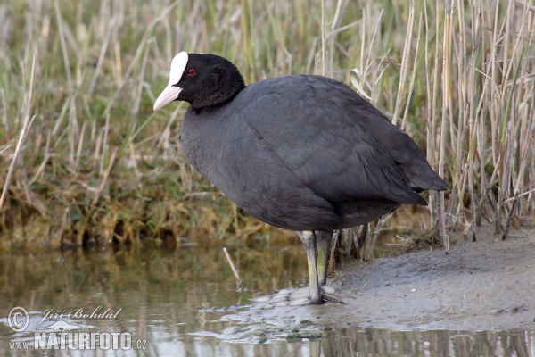 Lyska černá (Fulica atra)