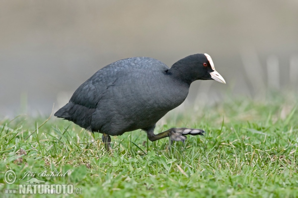 Lyska černá (Fulica atra)