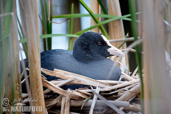 Lyska černá (Fulica atra)