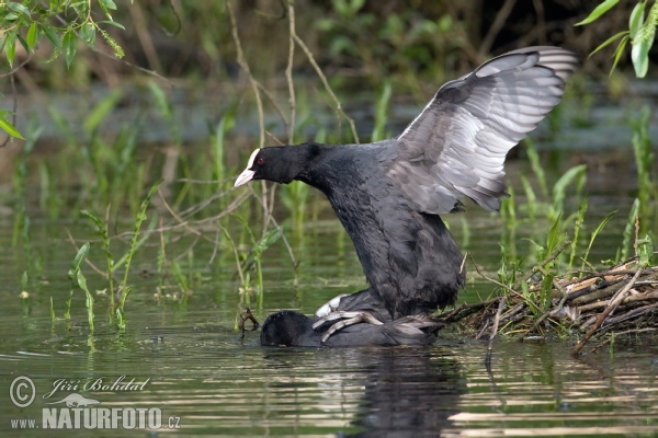 Lyska černá (Fulica atra)