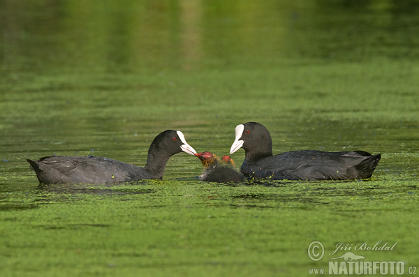 Lyska čierna (Fulica atra)