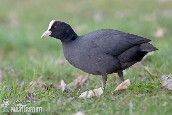 Lyska čierna (Fulica atra)