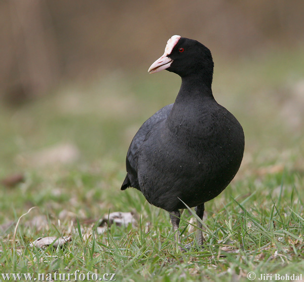 Lyska čierna (Fulica atra)