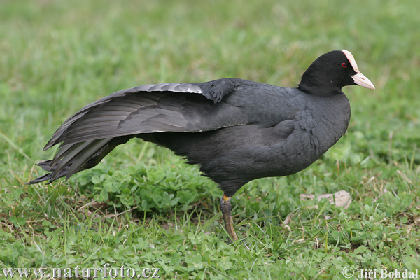 Lyska čierna (Fulica atra)