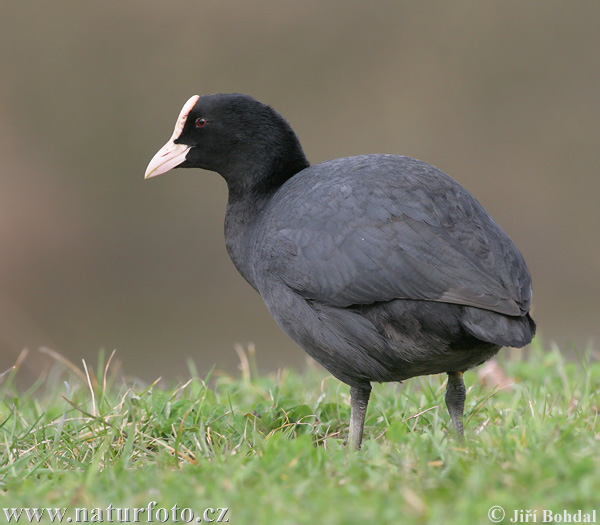 Lyska čierna (Fulica atra)