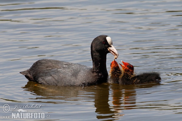 Lyska čierna (Fulica atra)