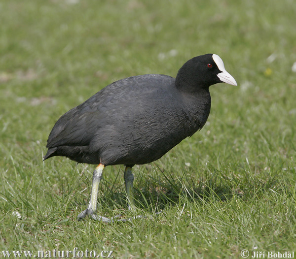 Lyska čierna (Fulica atra)