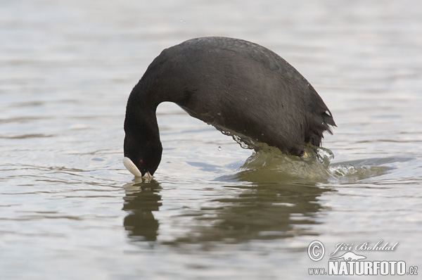 Lyska čierna (Fulica atra)