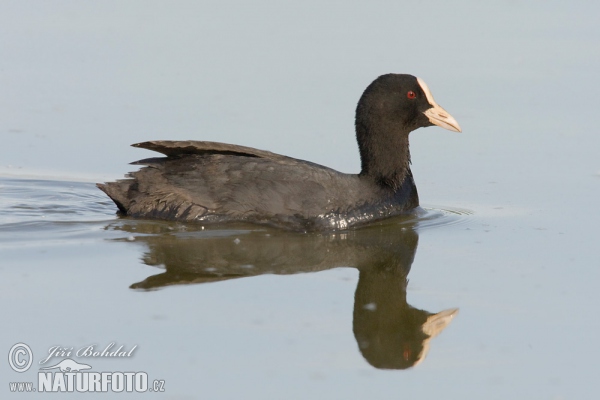 Lyska čierna (Fulica atra)