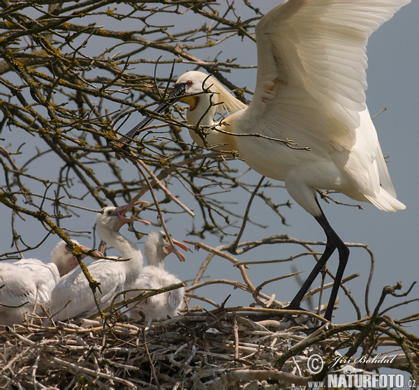 Lyžičiar biely (Platalea leucorodia)