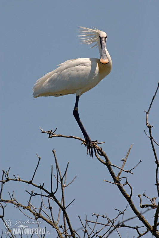 Lyžičiar biely (Platalea leucorodia)