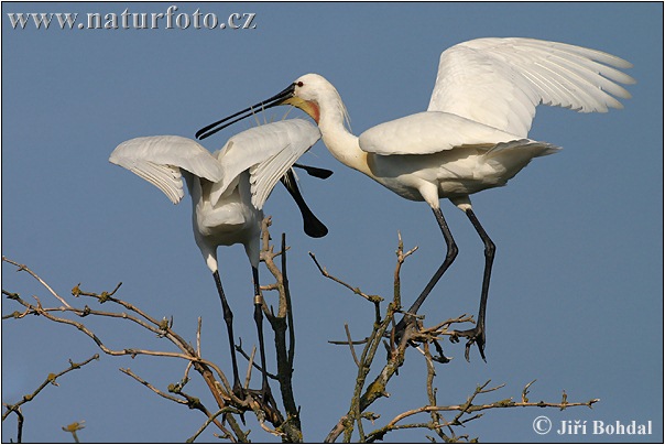 Lyžičiar biely (Platalea leucorodia)