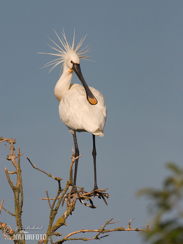 Lyžičiar biely (Platalea leucorodia)