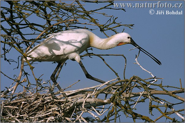 Lyžičiar biely (Platalea leucorodia)