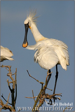 Lyžičiar biely (Platalea leucorodia)