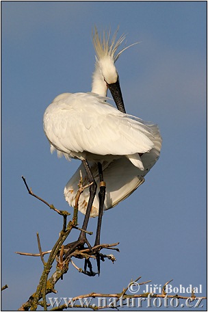 Lyžičiar biely (Platalea leucorodia)