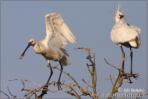 Lyžičiar biely (Platalea leucorodia)