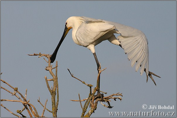 Lyžičiar biely (Platalea leucorodia)