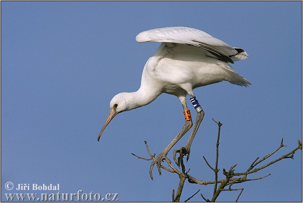 Lyžičiar biely (Platalea leucorodia)