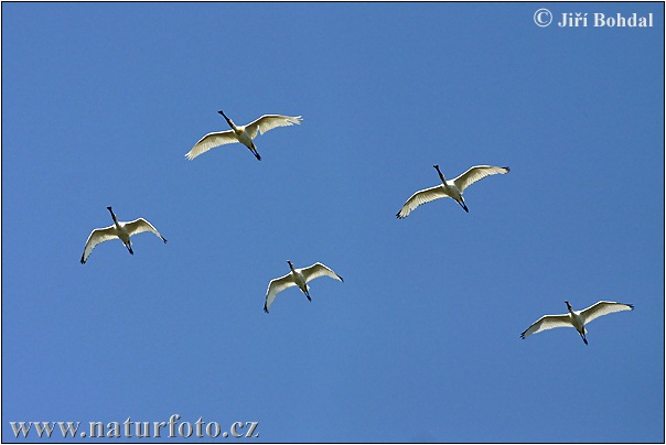 Lyžičiar biely (Platalea leucorodia)