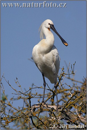 Lyžičiar biely (Platalea leucorodia)