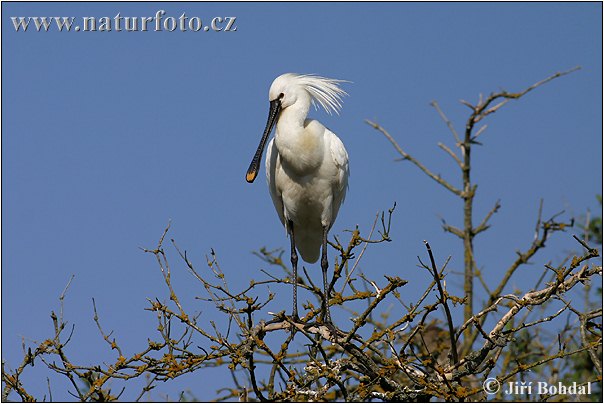 Lyžičiar biely (Platalea leucorodia)