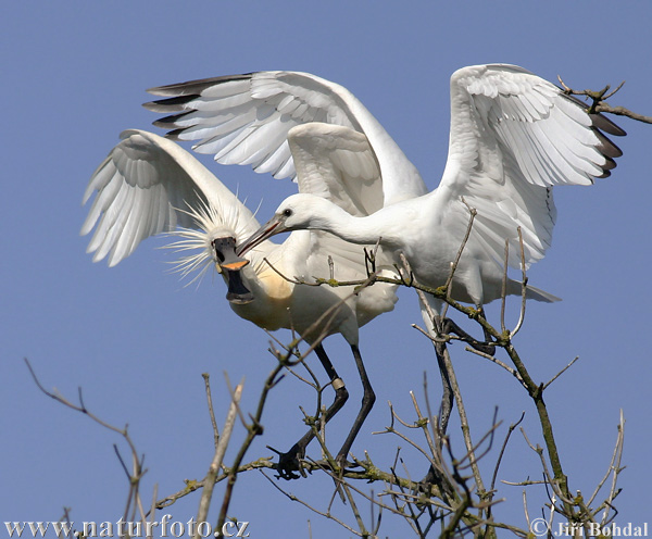 Lyžičiar biely (Platalea leucorodia)