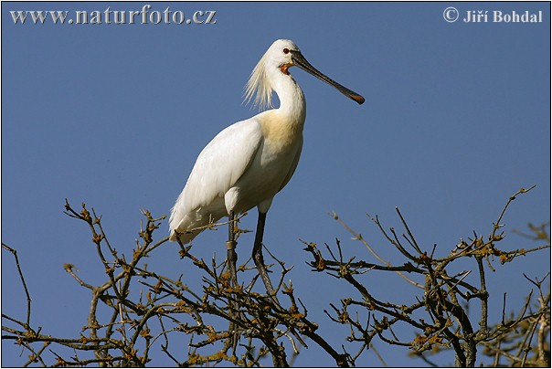 Lyžičiar biely (Platalea leucorodia)