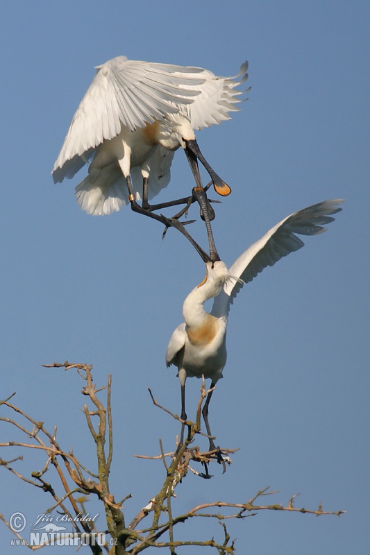 Lyžičiar biely (Platalea leucorodia)