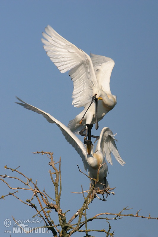 Lyžičiar biely (Platalea leucorodia)