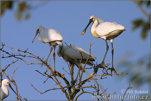 Lyžičiar biely (Platalea leucorodia)