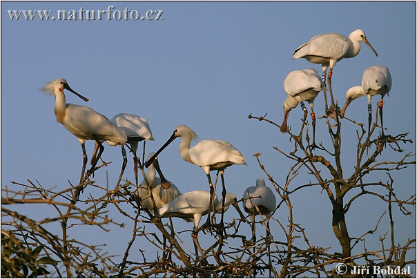 Lyžičiar biely (Platalea leucorodia)