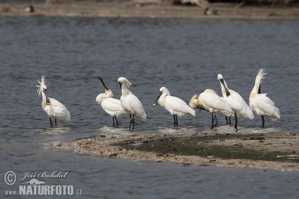 Lyžičiar biely (Platalea leucorodia)