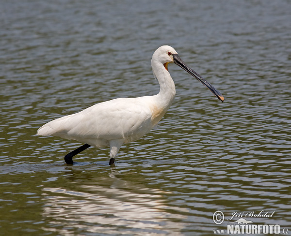 Lyžičiar biely (Platalea leucorodia)