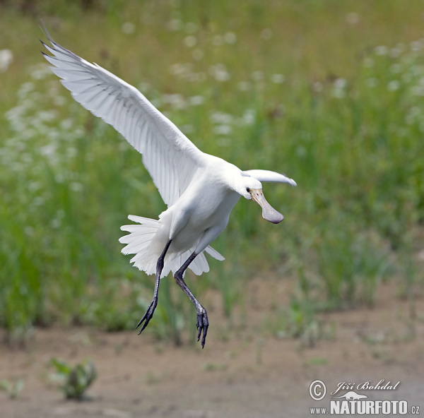 Lyžičiar biely (Platalea leucorodia)