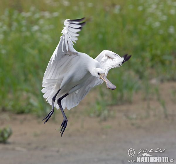 Lyžičiar biely (Platalea leucorodia)