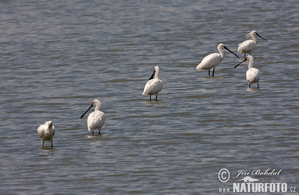 Lyžičiar biely (Platalea leucorodia)