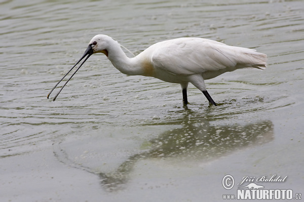 Lyžičiar biely (Platalea leucorodia)